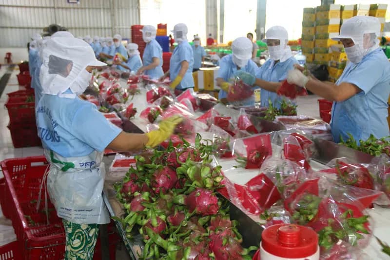 công nhân đóng gói trái cây để xuất khẩu